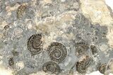 Ammonite (Promicroceras) Cluster - Marston Magna, England #216616-2